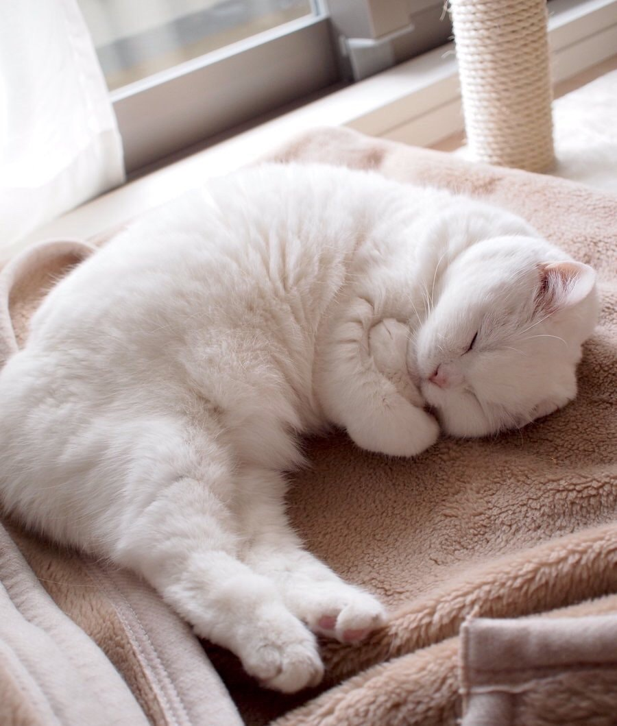 Котик спит фото милое pinkheartsandsparkledreams.tumblr.com shared by ♡ Acurrucados, Gatos