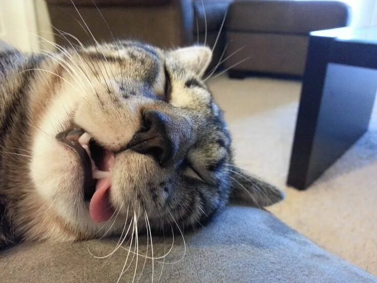 Котик спит прикольные фото So so so tired. Cats sleeping funny, Cat sleeping, Funny cats