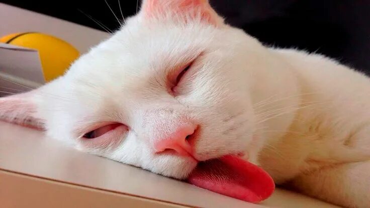 Котик спит прикольные фото KING COLLIN’S CAT PALACE: Public Group Facebook Funny cute cats, Cats sleeping f