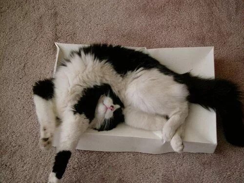 Котик спит прикольные фото Pinterest