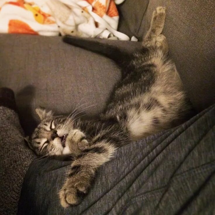 Котик спит прикольные фото My foster kitten has mastered the art of sleeping Cute cats HQ - Pictures of cut