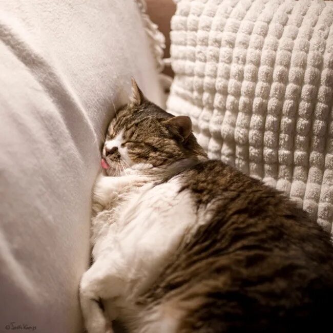 Котик спит прикольные фото Спокойной ночи, Котики =) - Сообщество "Позитивов ☺ зы" на DRIVE2