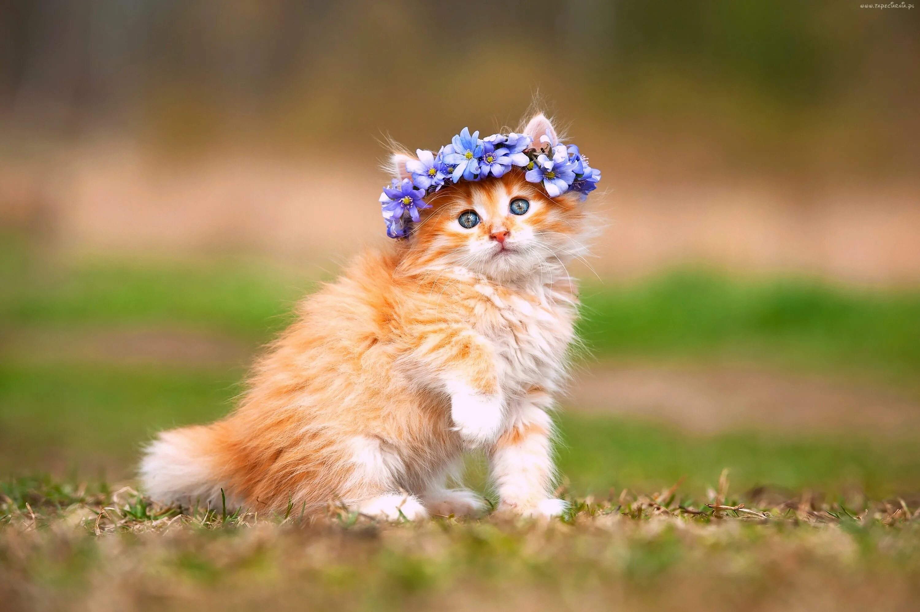 Котик ссылка на фото Edycja Tapety: Słodki, Kotek, Wianek, Z,Kwiatów, Tapety, Tapeta, Zdjęcia, Tapety