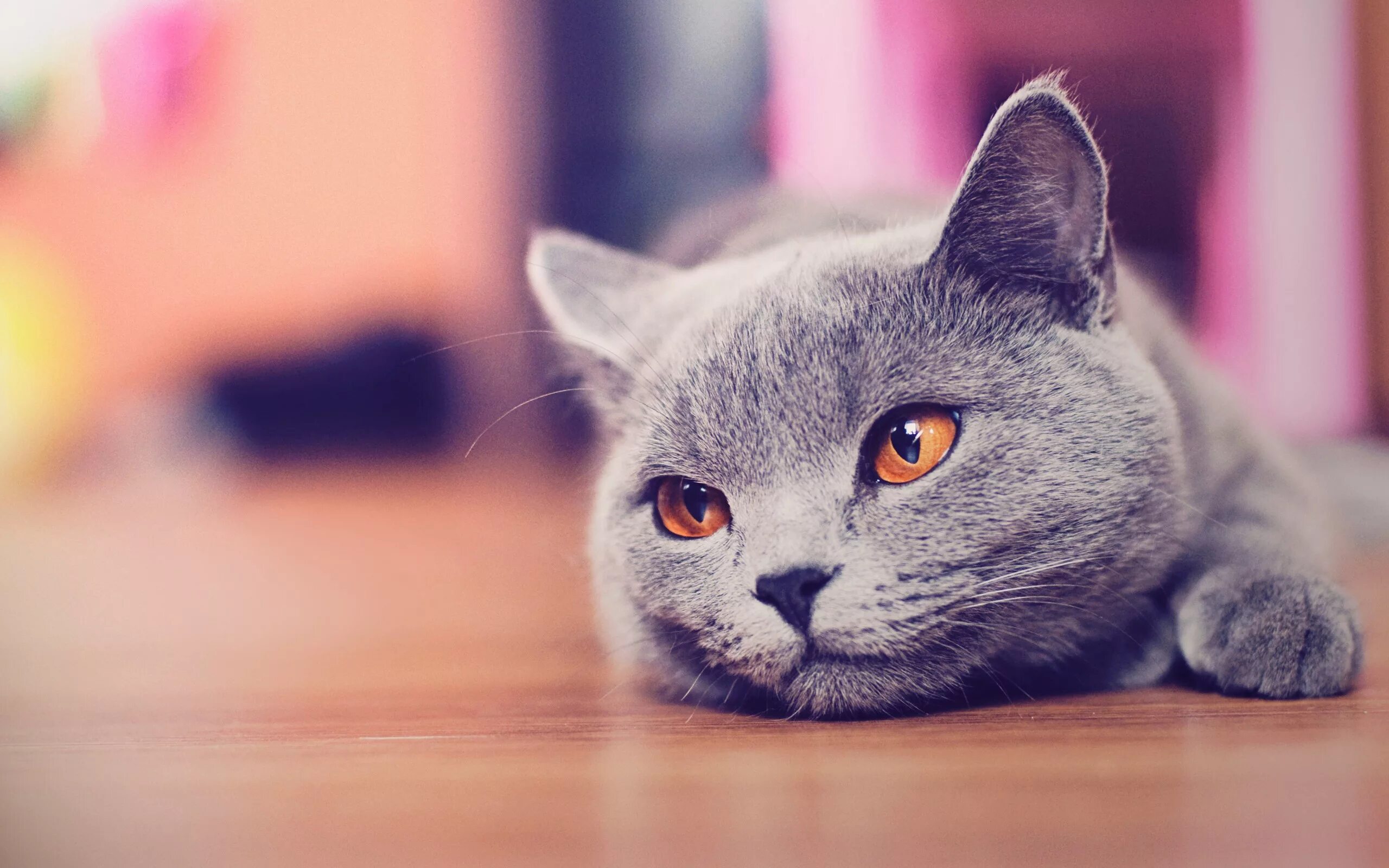 Котик ссылка на фото Wallpaper : animals, blue, blurred, nose, whiskers, Russian Blue, British shorth
