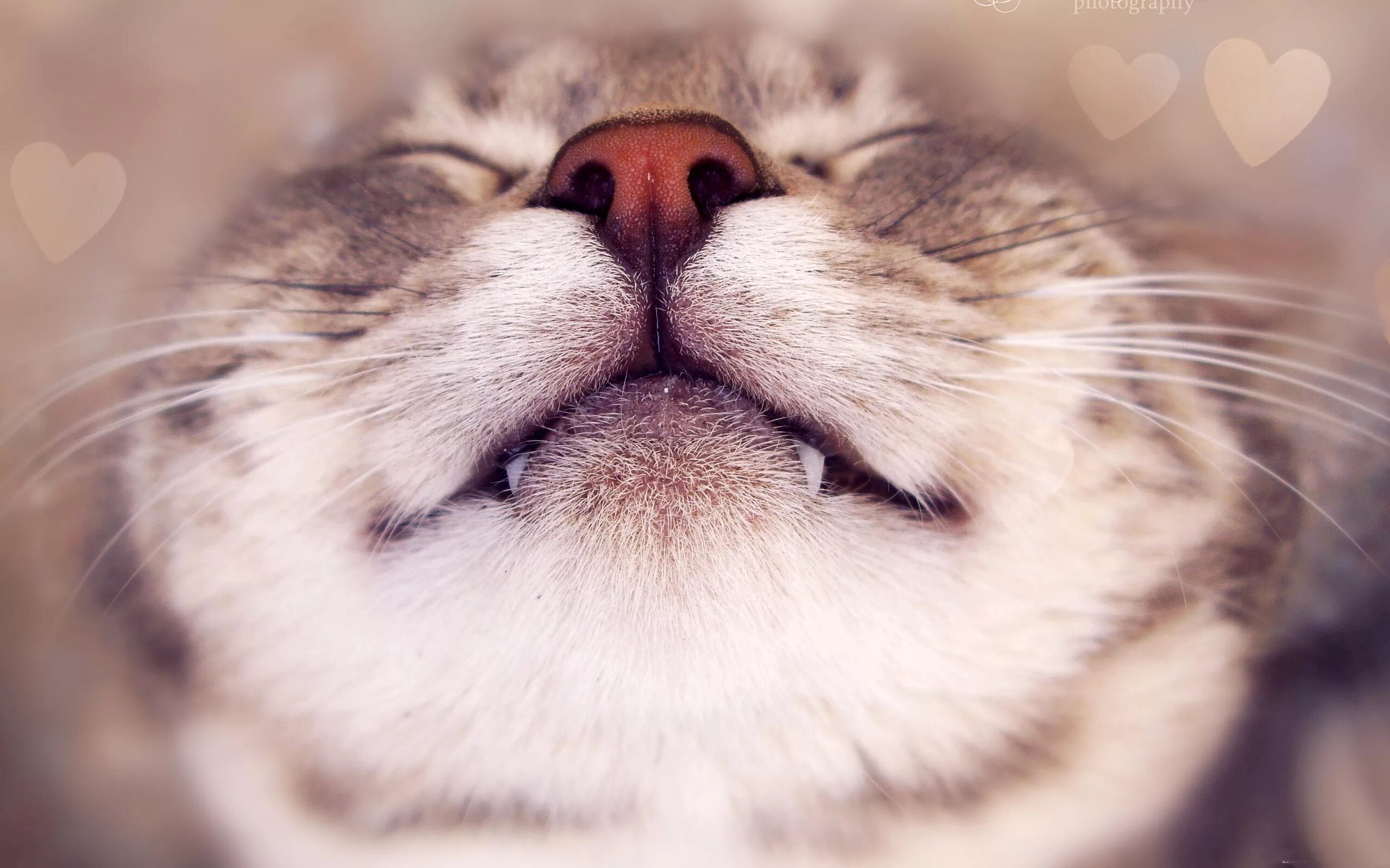 Котик ссылка на фото Wallpaper : face, heart, nose, whiskers, emotion, happy, skin, eye, facial expre