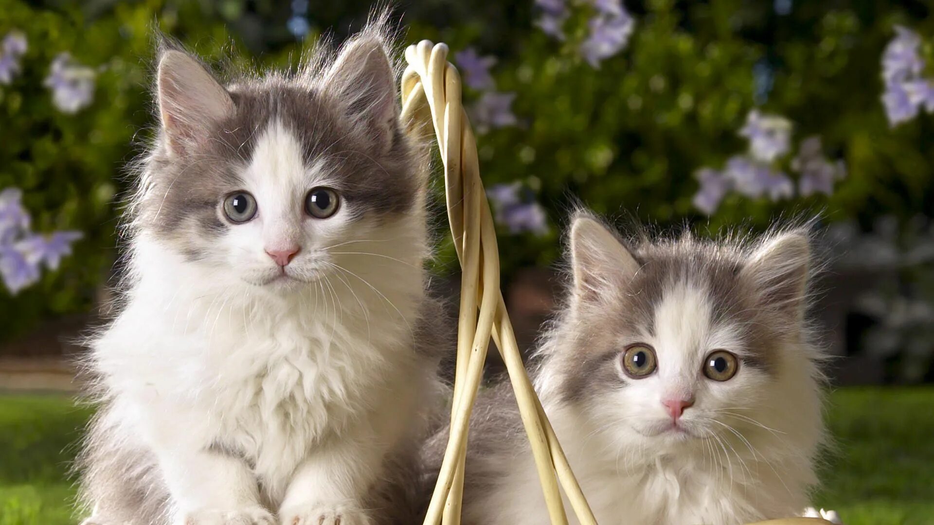 Котик ссылка на фото Пара котят обои и картинки на рабочий стол скачать