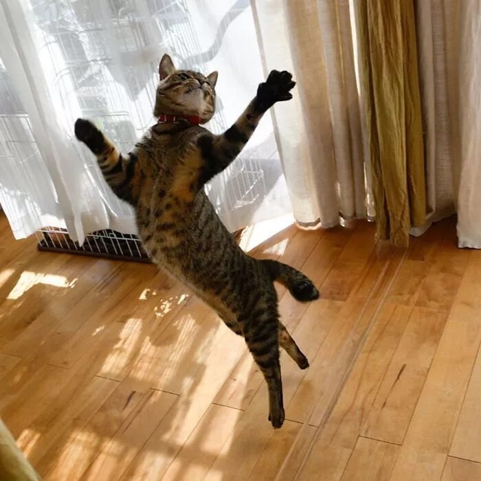 Котик танцует фото Funny-Dancing-Cats Dancing cat, Cat pics, Dance humor