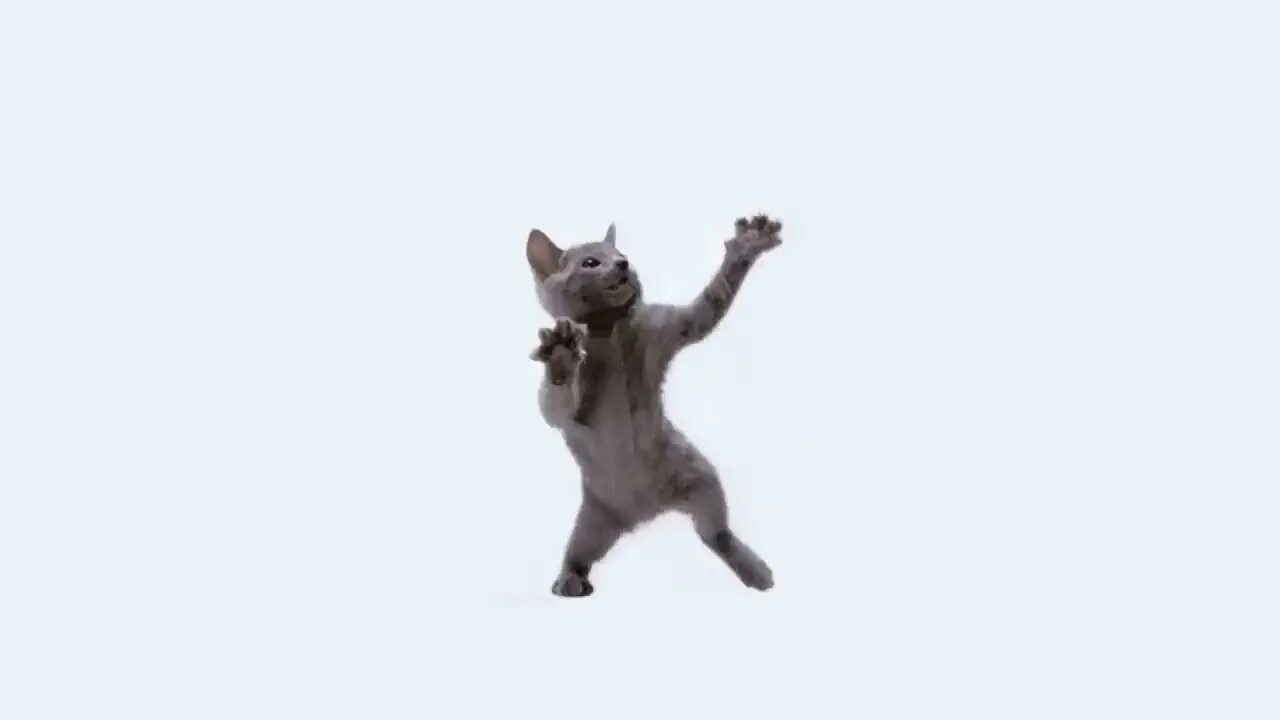 Котик танцует фото весёлые котик танцует ( 1 час) - YouTube