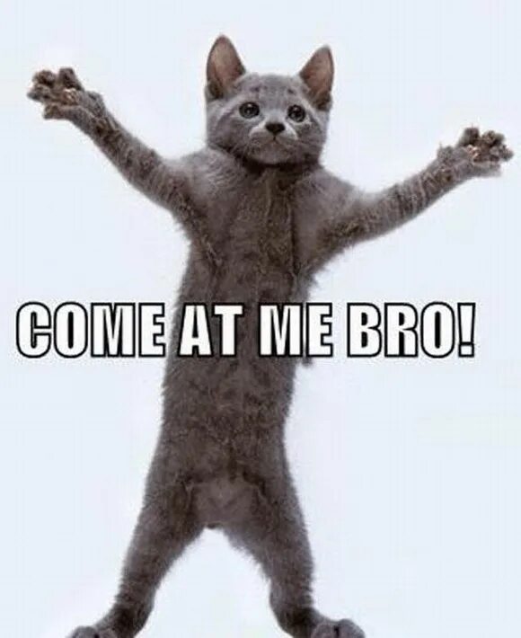 Котик танцует фото Bold Animal Memes Ready to Take on Anything