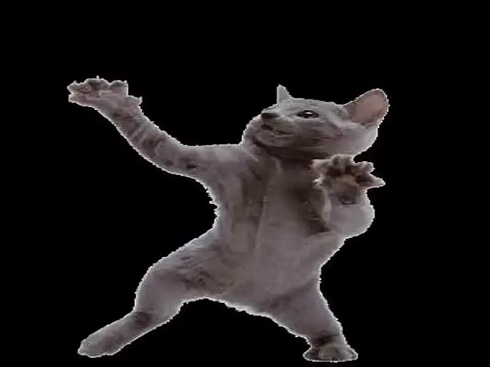 Котик танцует фото Kkkk muito legauu - YouTube