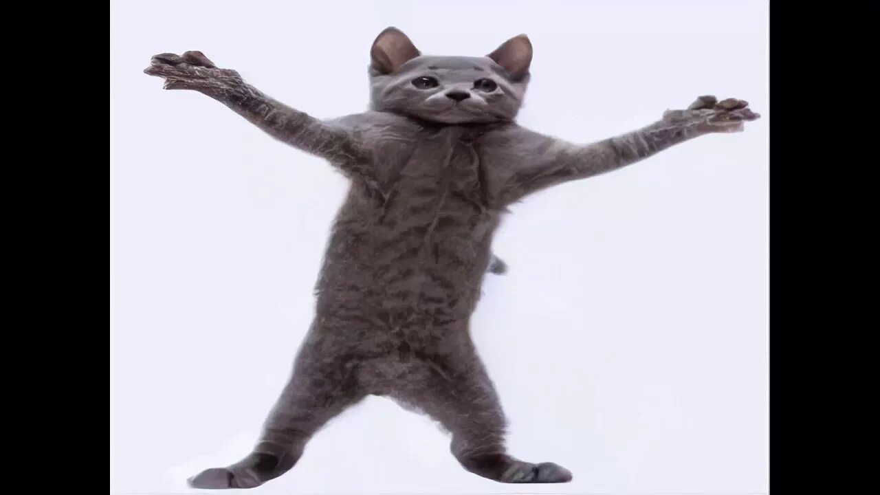 Котик танцует фото cat dancing to hamster dance 8k 60 fps - YouTube