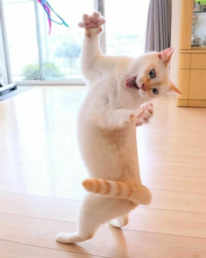 Котик танцует фото Animals Of Instagram Spotlight Of The Week: Chaco, The Dancing Cat Dancing cat, 