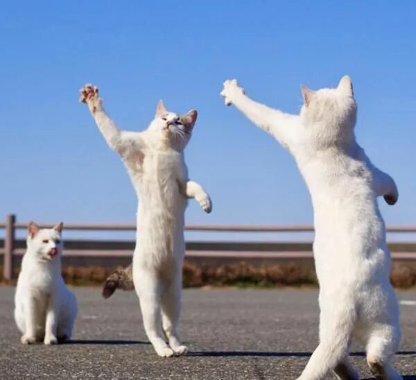 Котик танцует фото Pin by yucchi on Jumping & Dancing cat Cute cats, Funny cat pictures, Cute anima