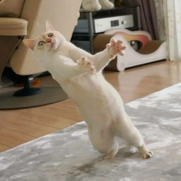 Котик танцует фото Dancing cat dance