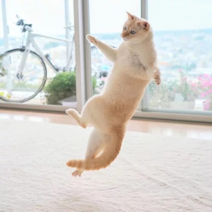 Котик танцует фото Funny dance