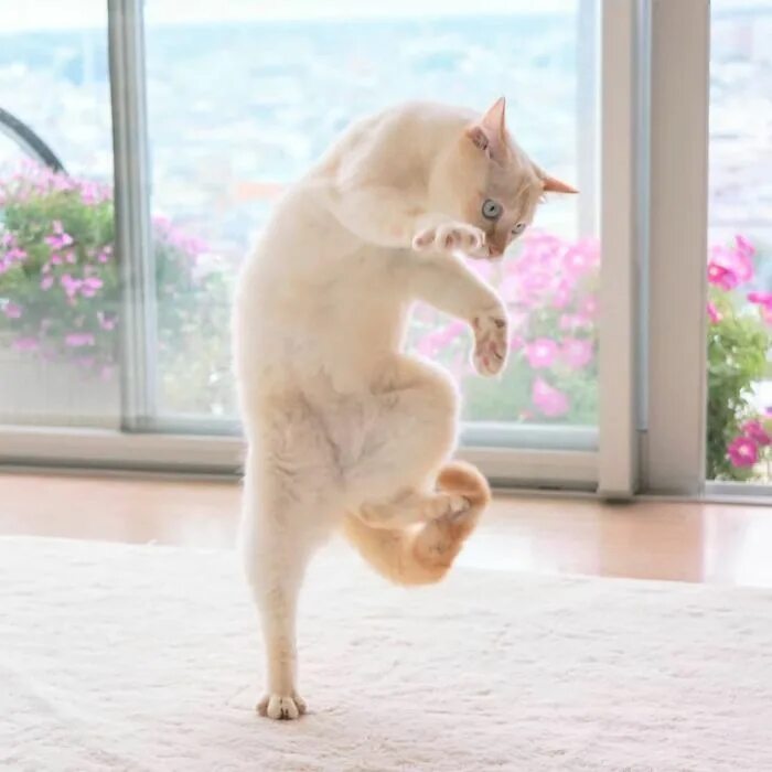 Котик танцует фото Funny-Dancing-Cats Dancing cat, Cat pics, Cats and kittens
