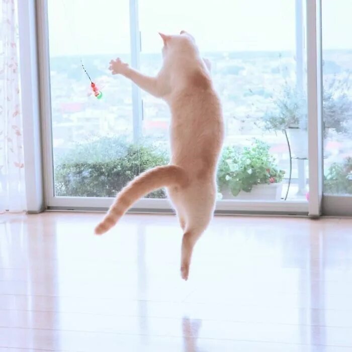 Котик танцует фото Animals Of Instagram Spotlight Of The Week: Chaco, The Dancing Cat Dancing cat, 