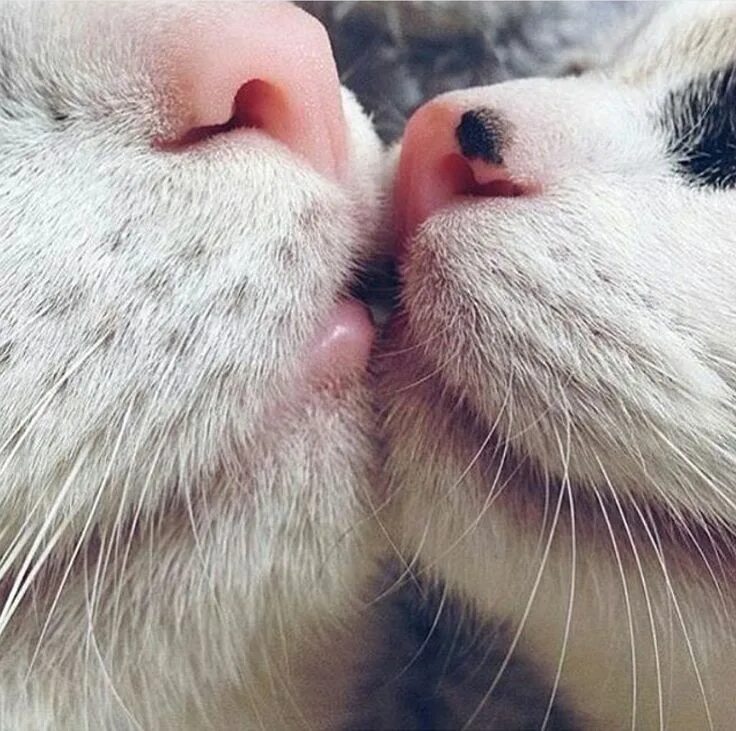 Котик целует фото Cat kiss Gatos bonitos, Gatitos adorables, Gatitos lindos
