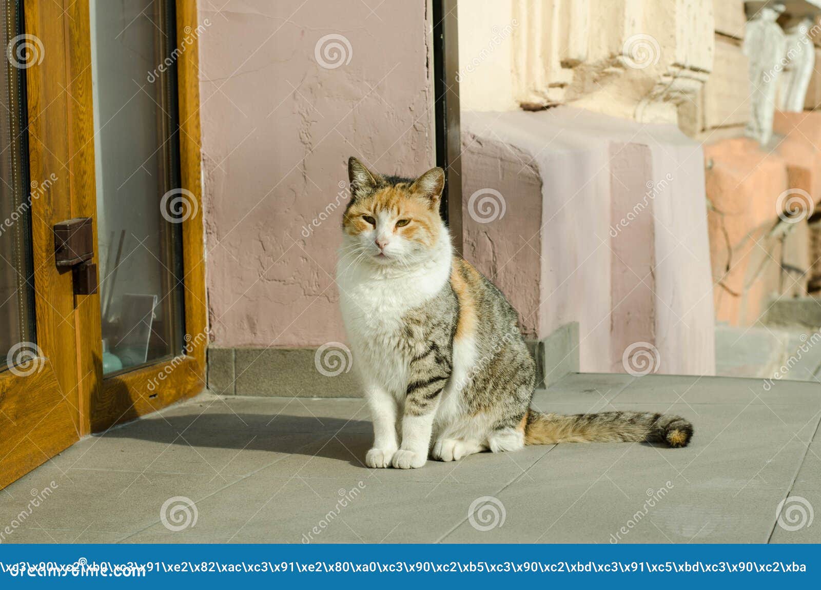 Котик ул липчанского 2 фото Прогулки вдоль по улице кота. Кот улицы. Кот сидит на заборе. Кот морем. Красные