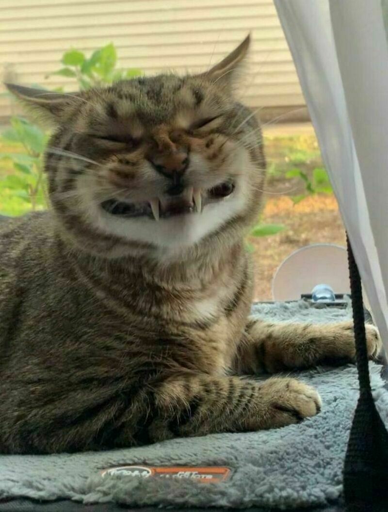 Котик улыбается фото 15 смешных кошек, которые попытались улыбнуться