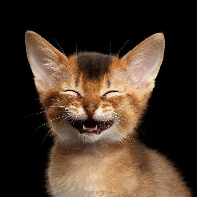 Котик улыбается фото 1,637 Likes, 36 Comments - Cats & Dogs Photo (@seregraff) on Instagram: "Him