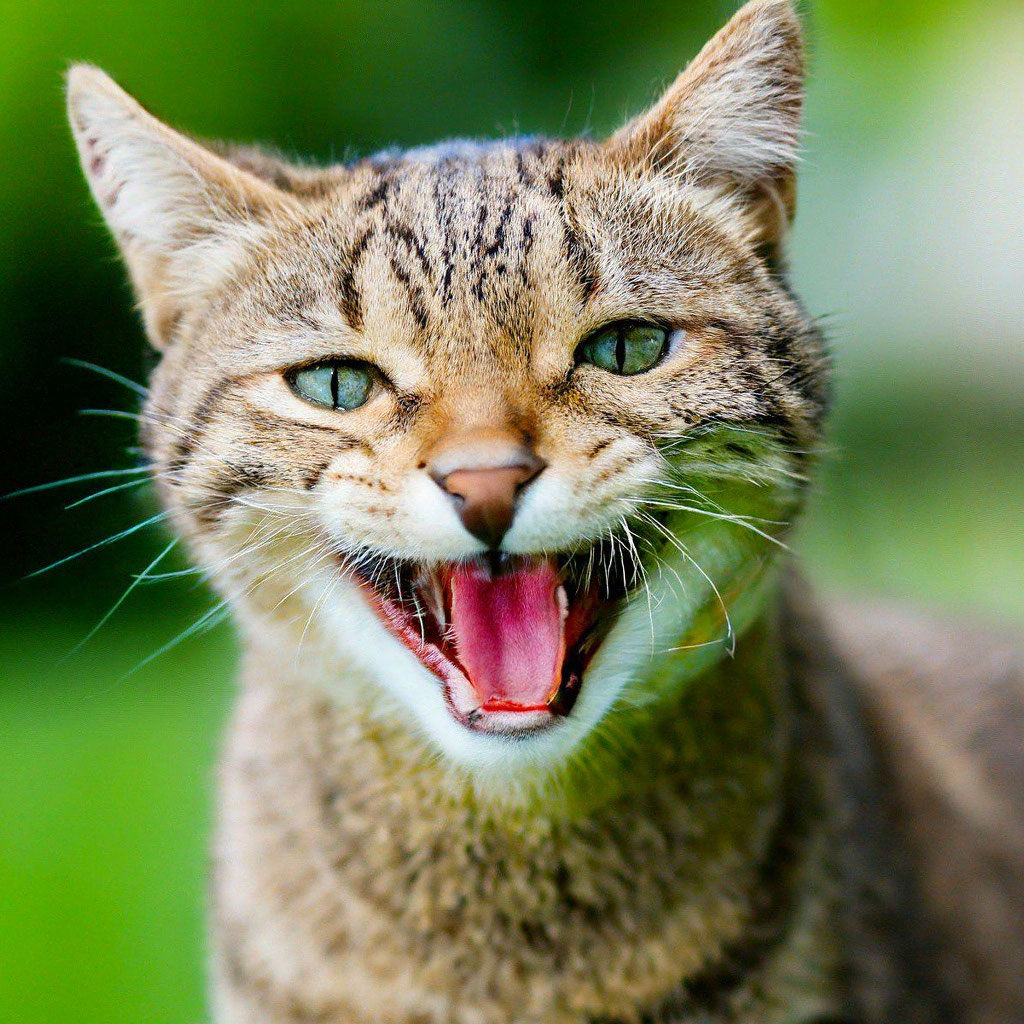 Котик улыбается фото Улыбающийся кот" - картинка создана в Шедевруме