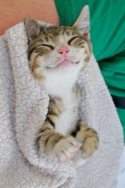 Котик улыбается фото 11 Cute shit ideas crazy cats, cute cats, cats and kittens