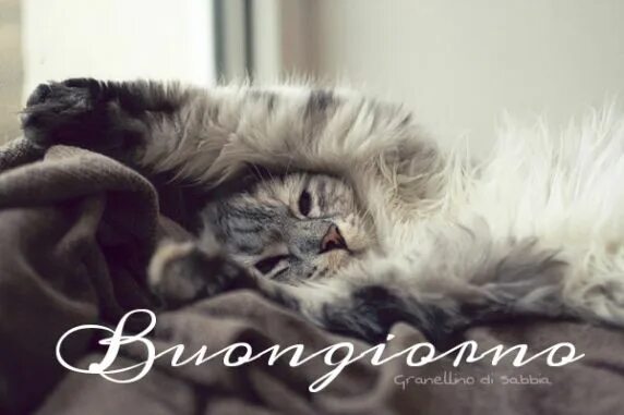 Котик утром фото Pin su buongiorno, buonanotte