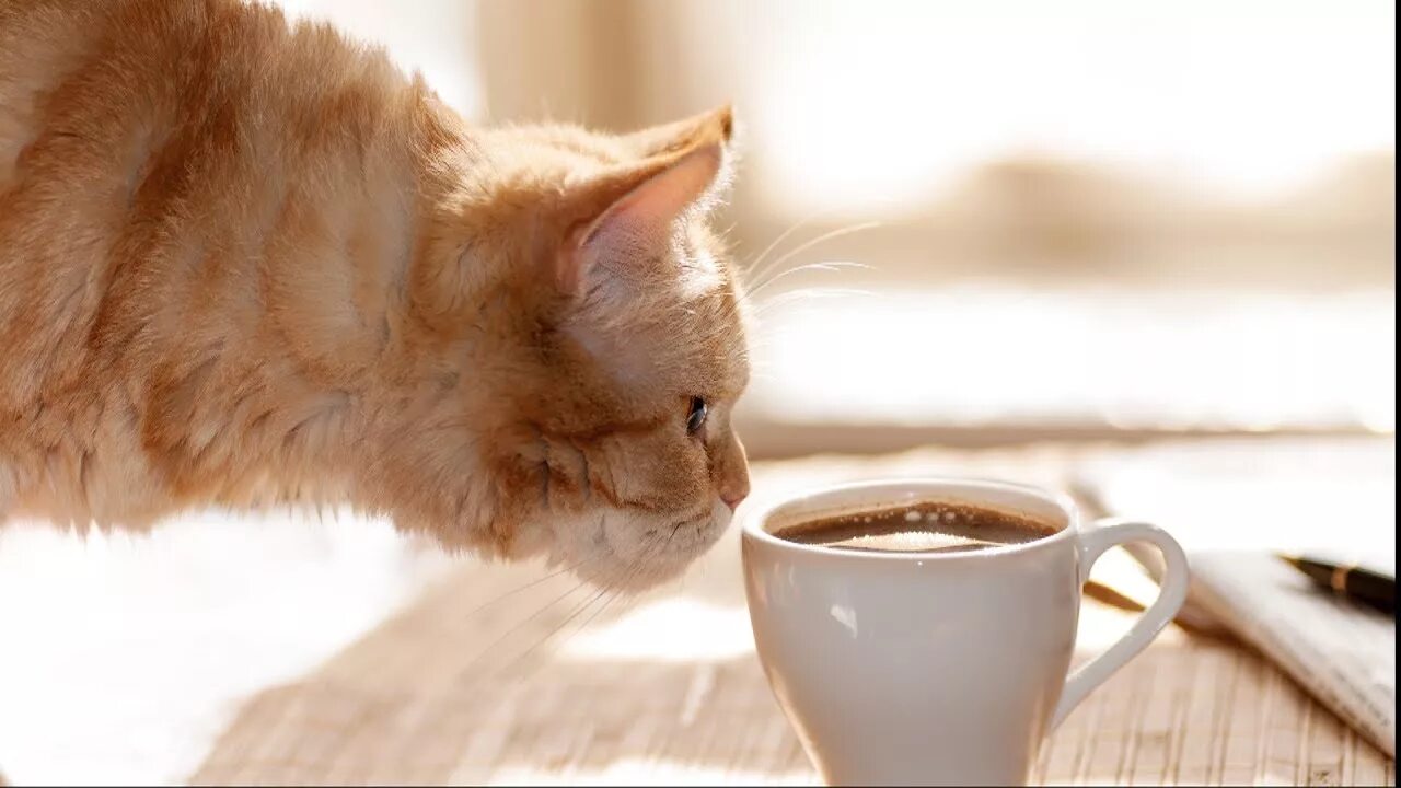 Котик утром фото Coffee and Tea are the OPPOSITE of Carnivore - YouTube
