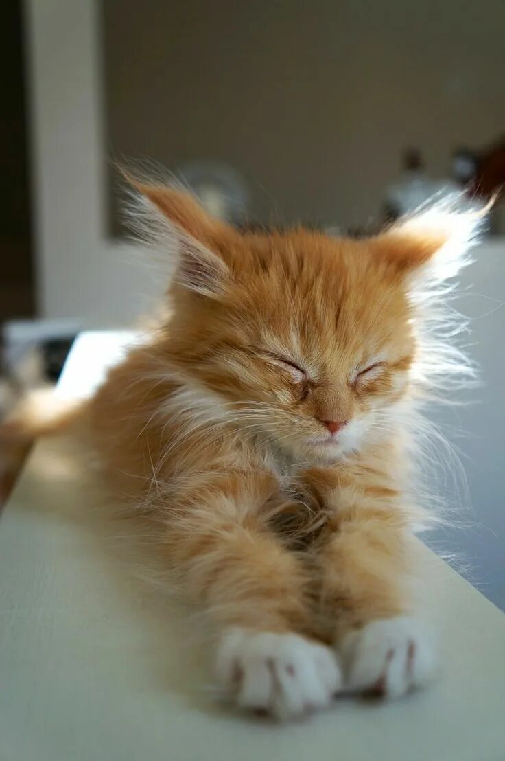 Котик утром фото Pin auf КОТЫ-2.