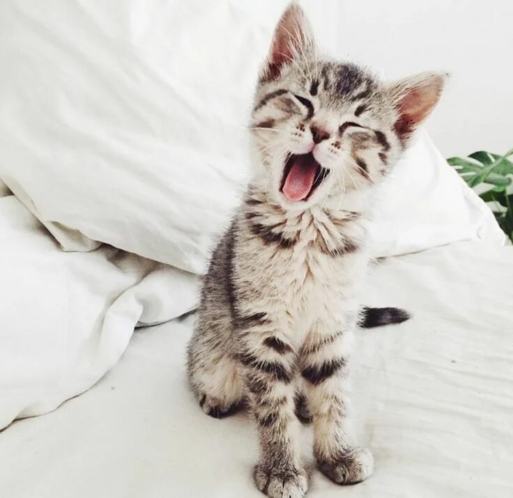 Котик утром фото Yawn* Cute animals, Kittens cutest, Baby animals