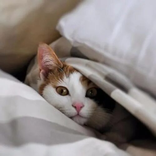 Котик утром фото Something went wrong on SoundCloud