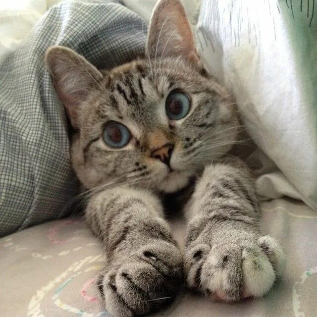 Котик утром фото Instagram's most famous feline: Rescue cat has one million followers Cute cats, 