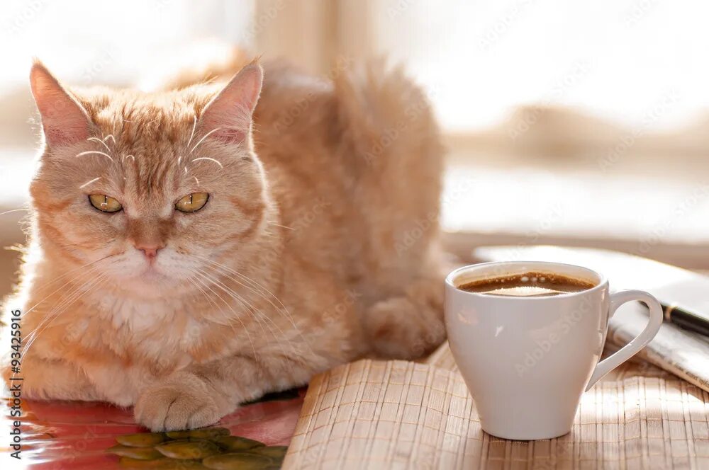 Котик утром фото red cat lies on the table next to the Cup of coffee,pen and news фотография Stoc