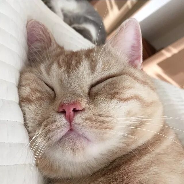 Котик утром фото Pin on Cat Aesthetic