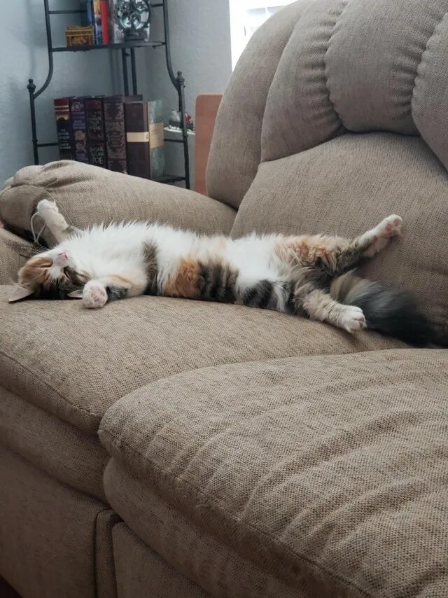 Котик утром фото Котэ, Котэ и еще раз Котэ. - ЯПлакалъ