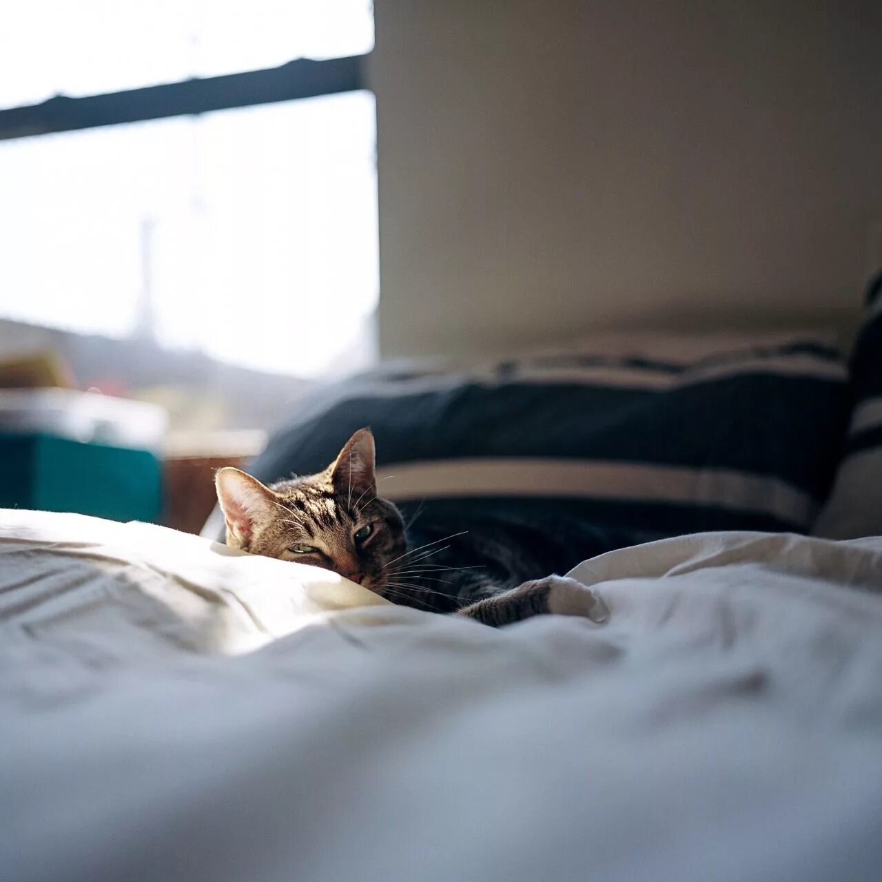 Котик утром фото Good morning sleepy baby. Xo Cats and kittens, Cats, Tabby cat