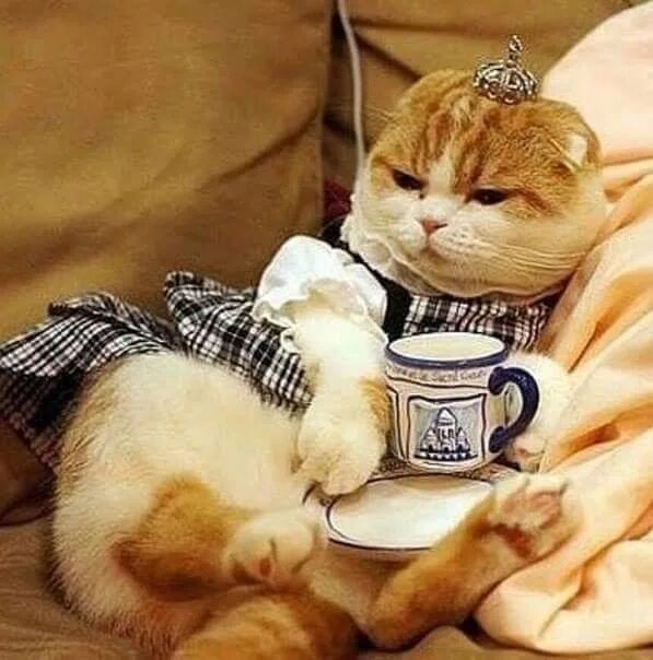 Котик утром фото Пин от пользователя Zlata Moljk на доске Cats&kittens Самые милые животные, Смеш