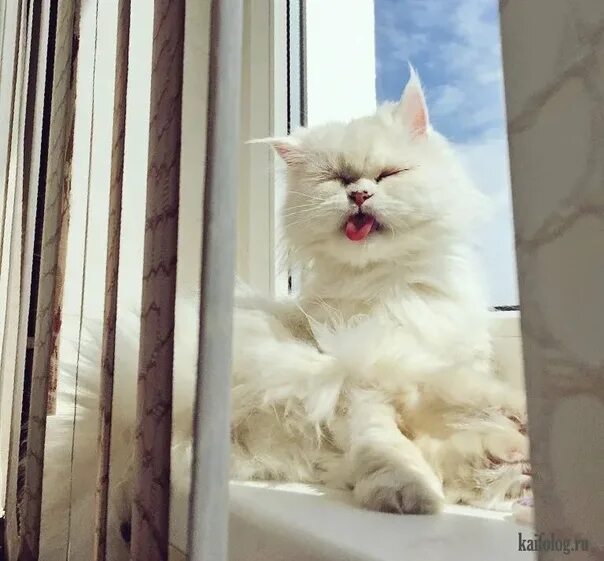 Котик утром фото Доброе утро! С понедельником! В мире кошек ВКонтакте