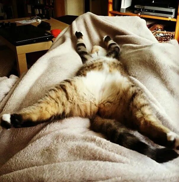 Котик утром фото 50 Of The Funniest I Woke Up To This" Moments That Have Ever Happened To Pet Own