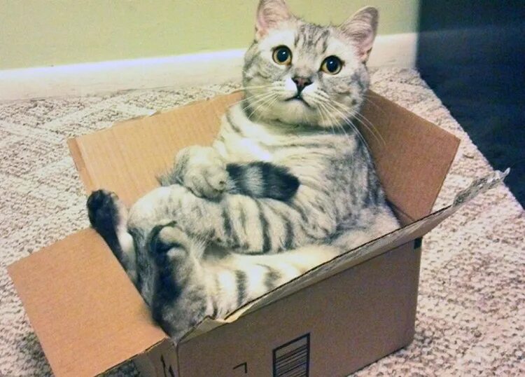 Котик в коробке фото Почему коты так любят коробки - Нож