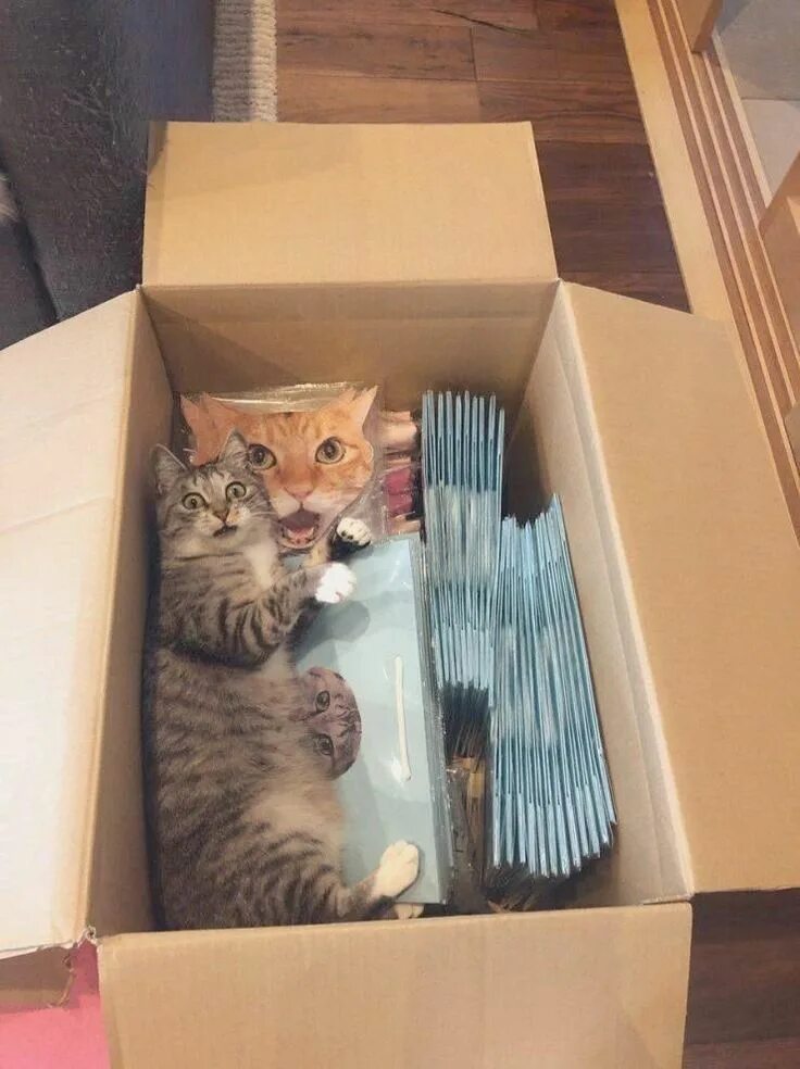 Котик в коробке фото Pin on GATTI IN SCATOLA