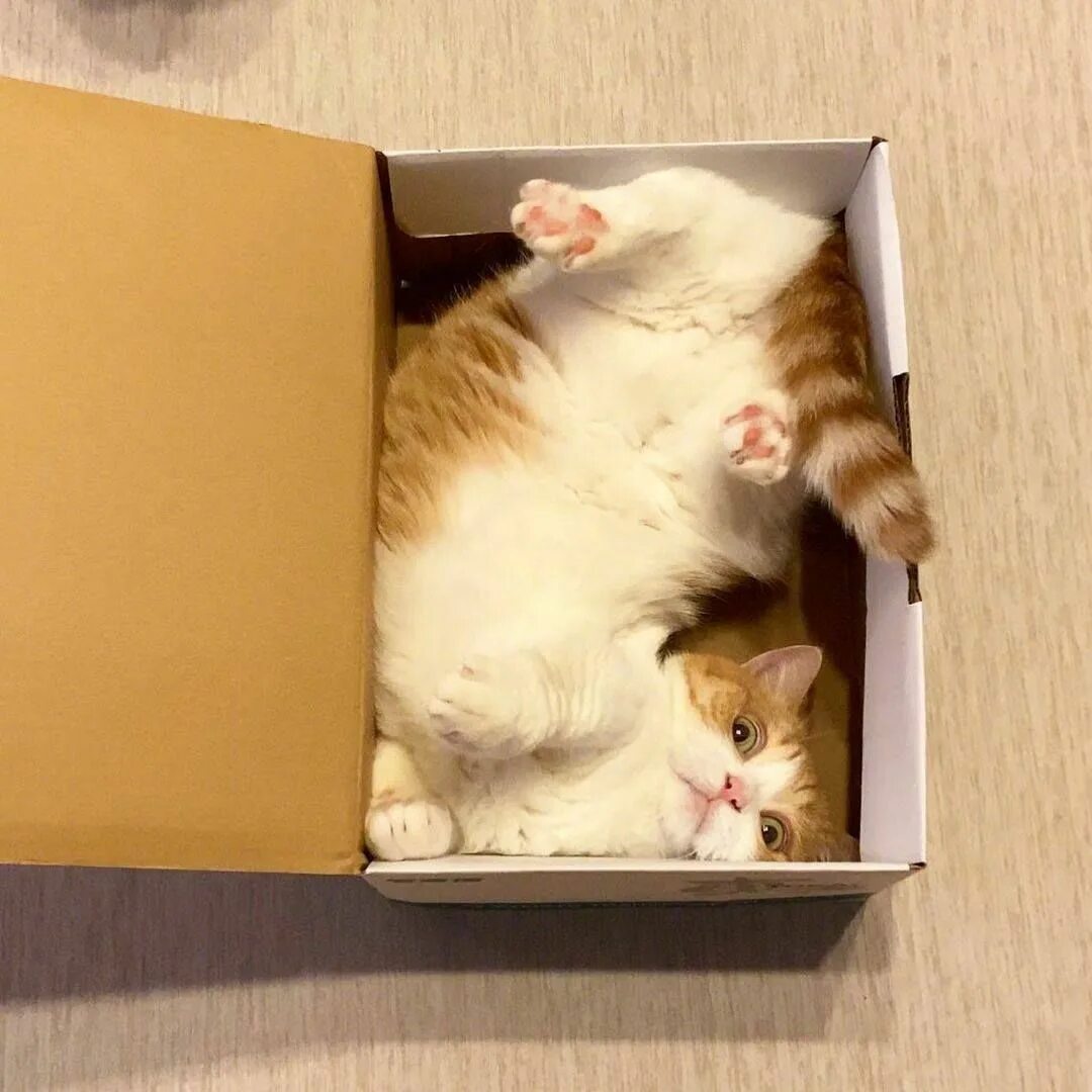 Котик в коробке фото Ghim trên Kitties oWo Động vật, Dễ thương