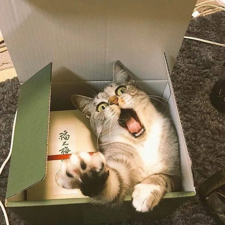Котик в коробке фото Pin by Nohju Han on Ideas V Cats, Funny cats, Funny cat memes