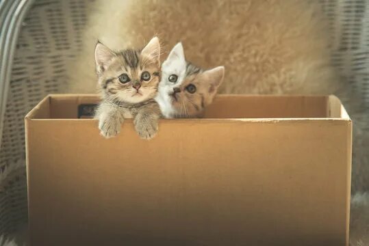 Котик в коробке фото Kitten Box Зображення - огляд 47,832 Стокові фото, векторні зображення й відео A