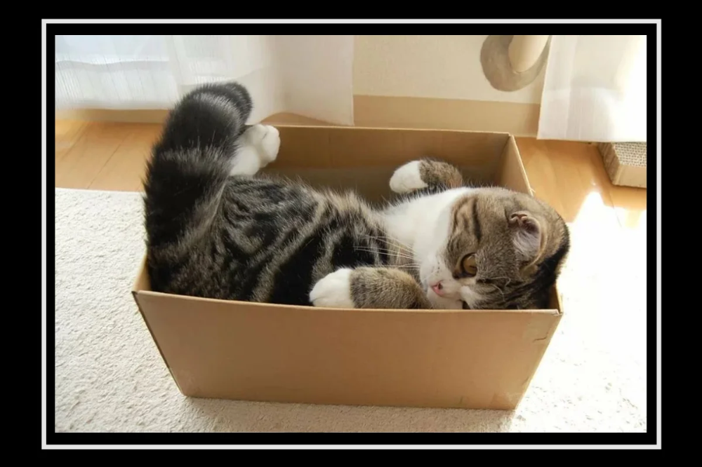 Котик в коробке фото Почему кошки так сильно любят коробки? Толстый кот, Милые котики, Кошки