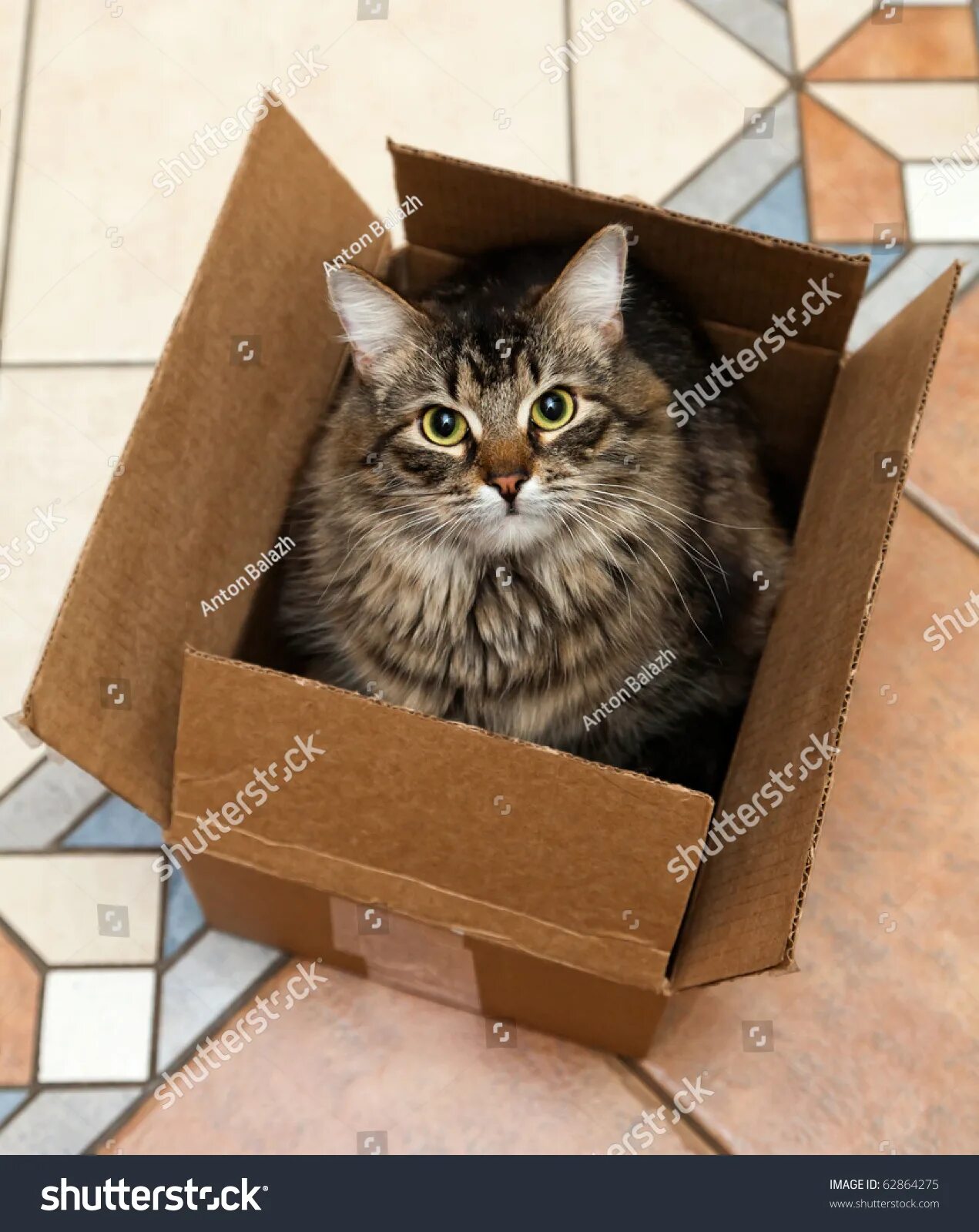 Котик в коробке фото 1 312 рез. по запросу "Mail hide" - изображения, стоковые фотографии, трехмерные