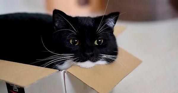 Котик в коробке фото Cat - Album on Imgur