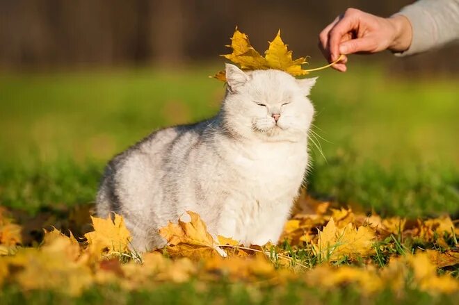 Котик в листьях осени фото GISMETEO: В Москву возвращаются +25!