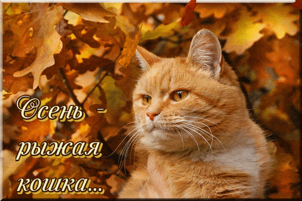 Котик в листьях осени фото Деловой кот осенью: 13 тыс изображений найдено в Яндекс Картинках Рыжие кошки, К